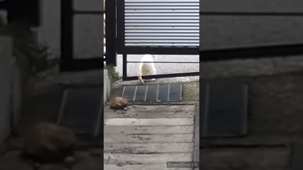 【ねこ動画】白シャム　#シャムミックス #野良猫 #母猫