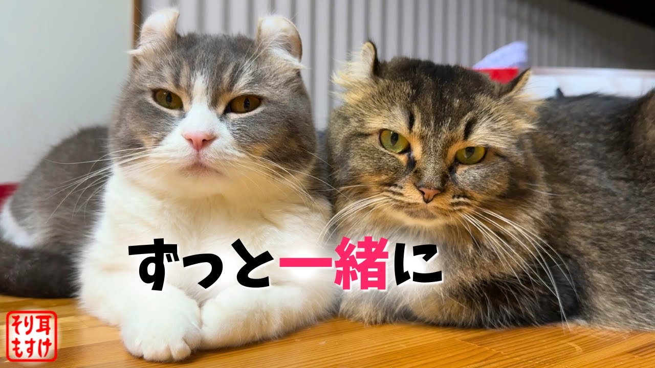 仲良し猫夫婦の一日を見てたらママが凄く幸せそうで涙出た