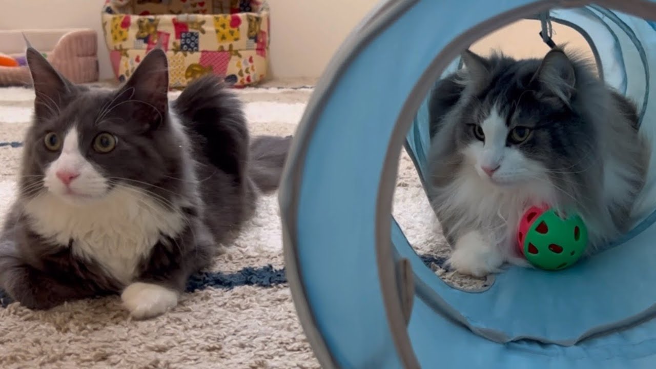 【元気😊】ボールで遊ぶ！？ノルウェージャンフォレストキャットとターキッシュアンゴラの仲良しにゃんこ♡
