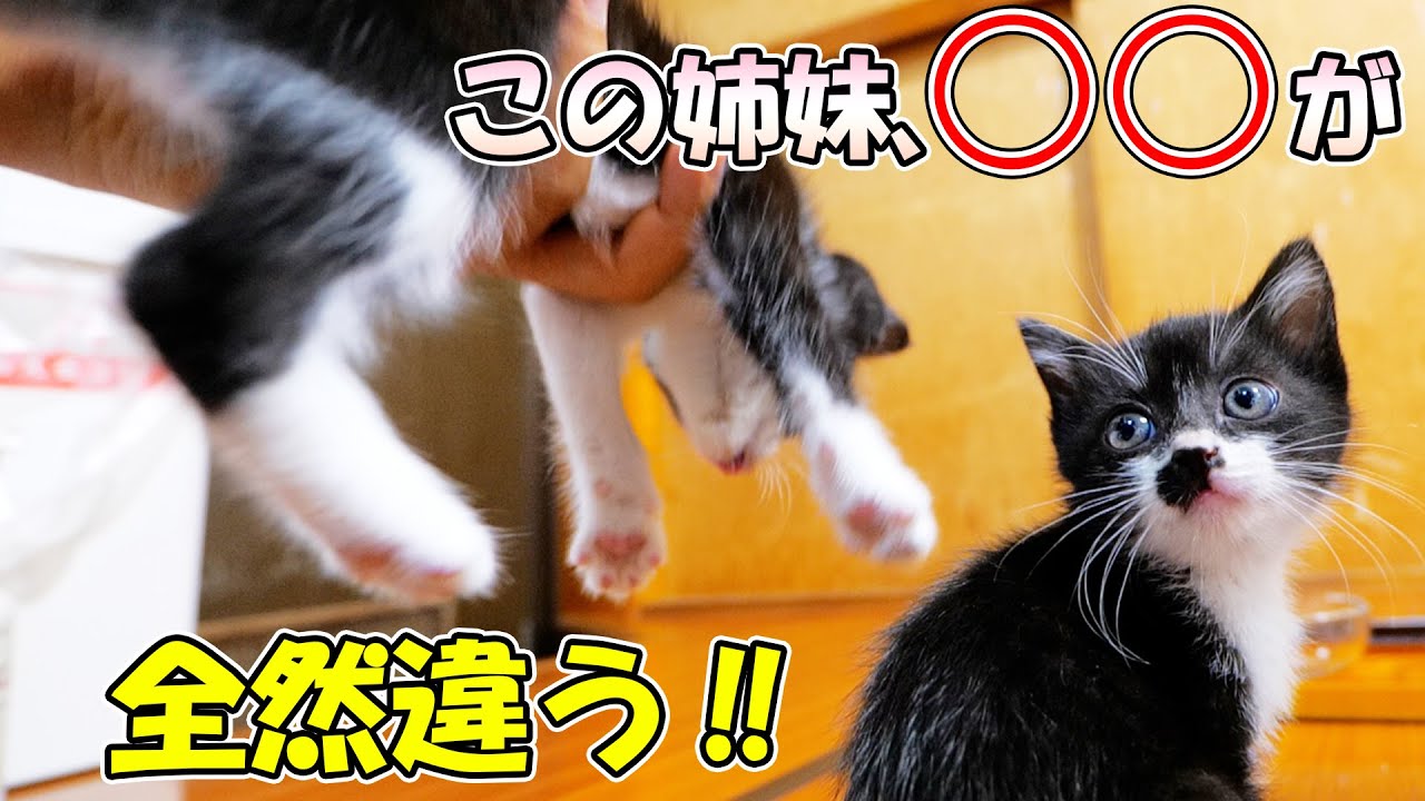 おでこと鼻以外で決定的に異なる部分を発見しました🐈🐈【仲良し子猫姉妹の成長記録】