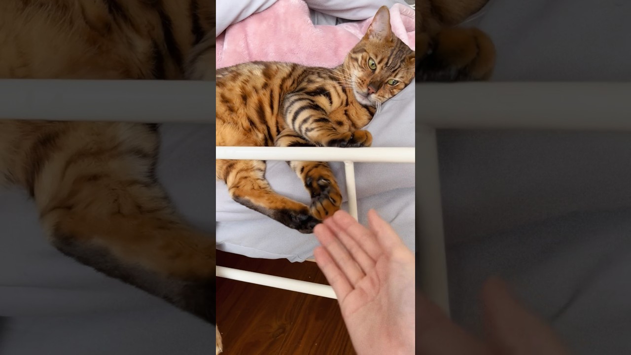 大体ゴロゴロしてるシンタロー君😹い #cat い #ベンガル い #bengalcat い #オシキャット #ニャン #癒し動画