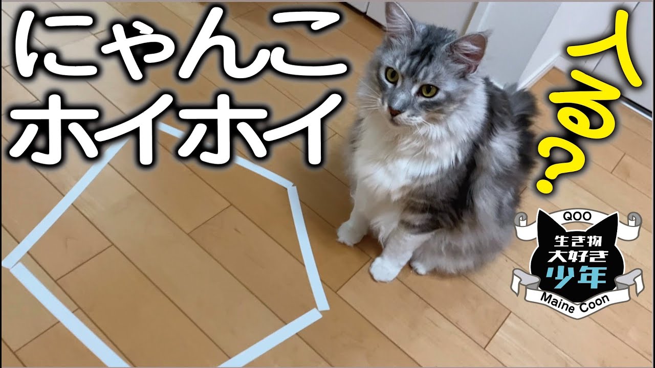【メインクーン】賢い大型猫。にゃんこホイホイに入る？入らない？