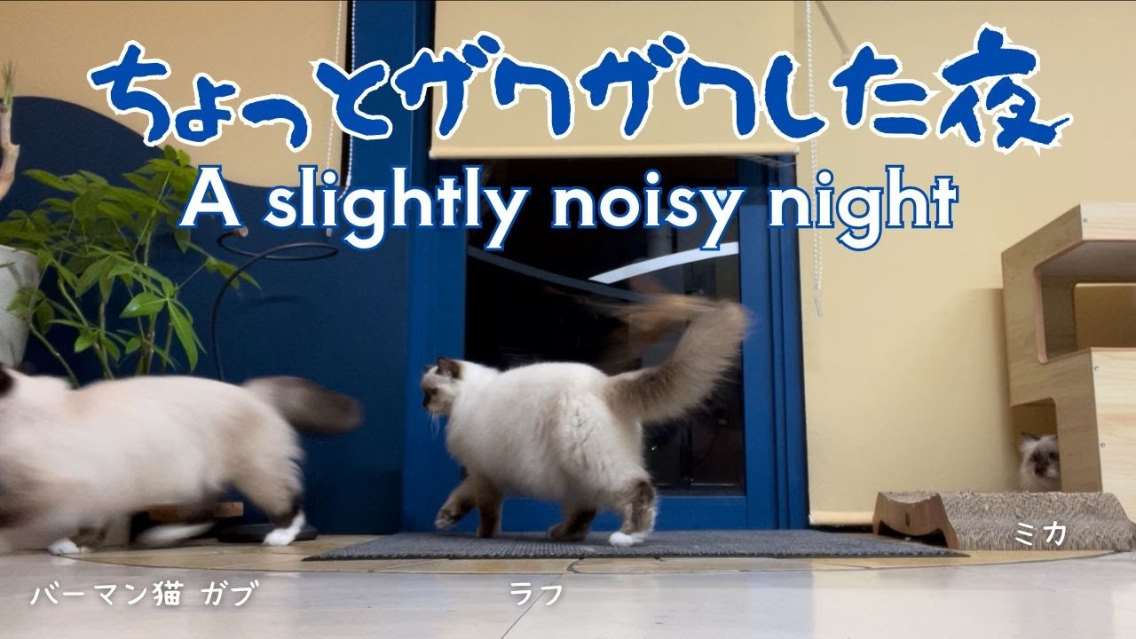 バーマン猫ラフとガブとミカ【ちょっとザワザワした夜】A slightly noisy night（バーマン猫）Birman/Cat