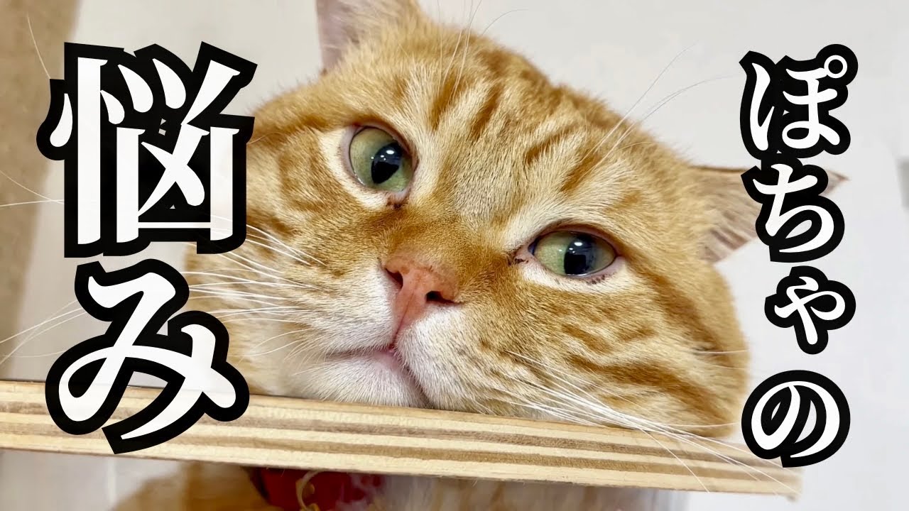 愛猫が悩んでます... #猫 #マンチカン