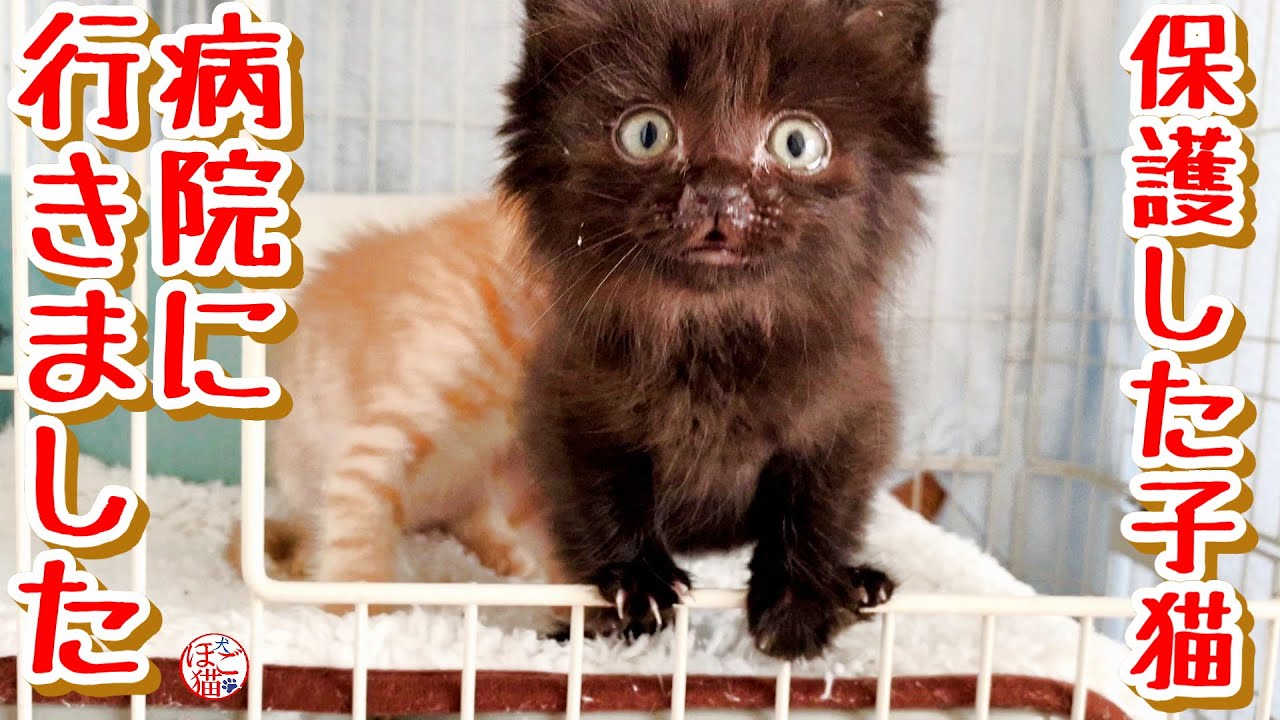 【子猫 保護】保護した子猫達を病院に連れて行きました