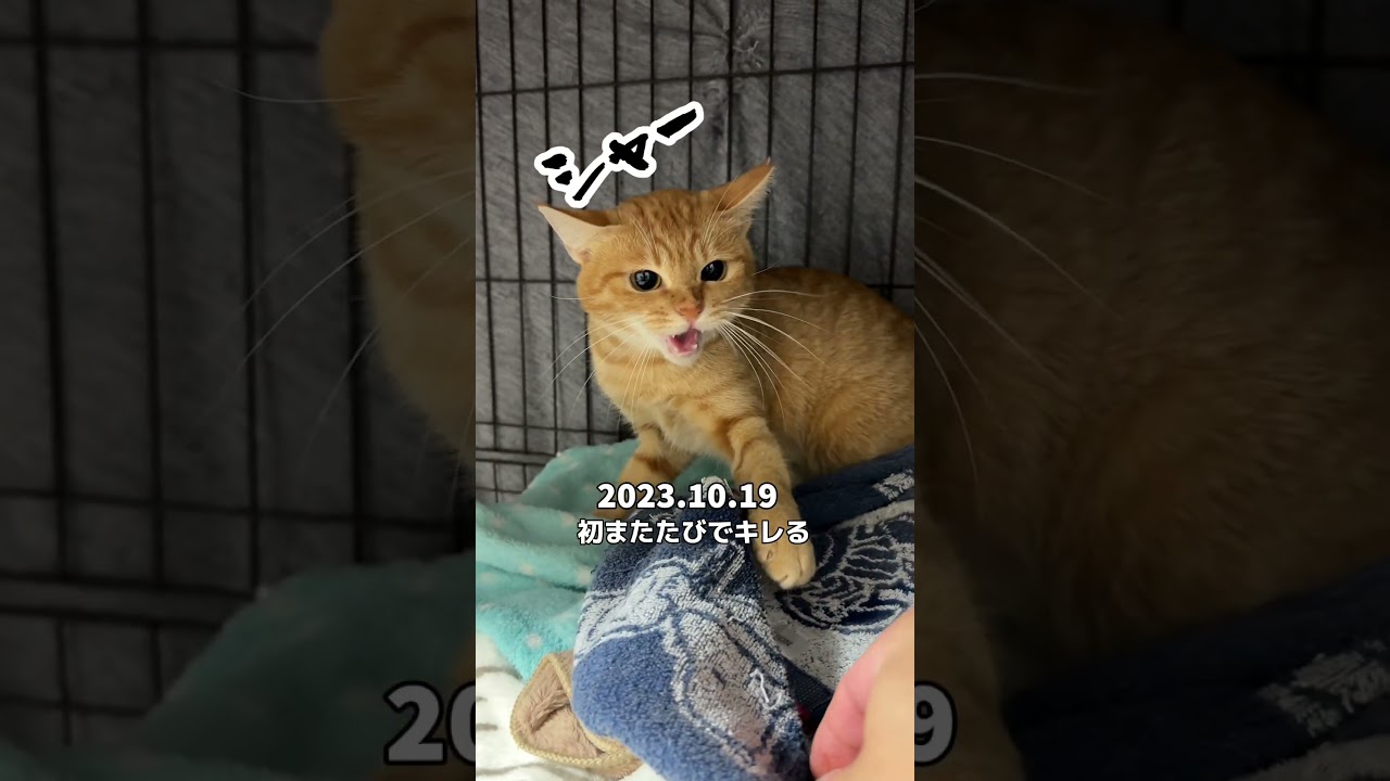 チャイさんの暮らし㉜。#保護猫