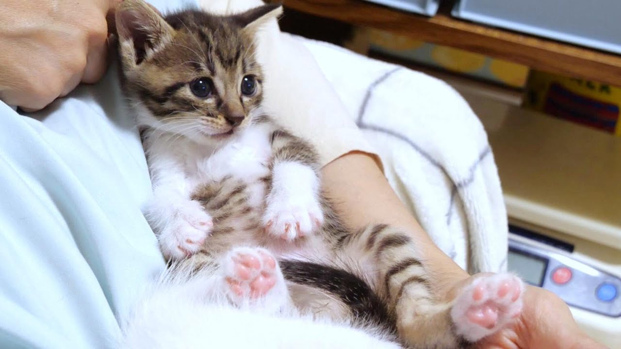 子猫が膝上でくつろぎすぎておじさんみたいになっています【赤ちゃん猫　保護猫】
