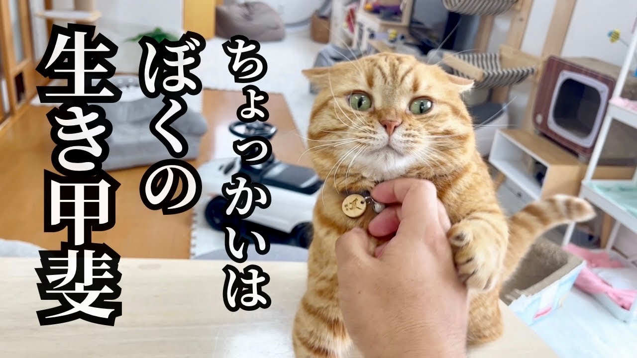 もう誰も彼を止められない... #猫 #マンチカン