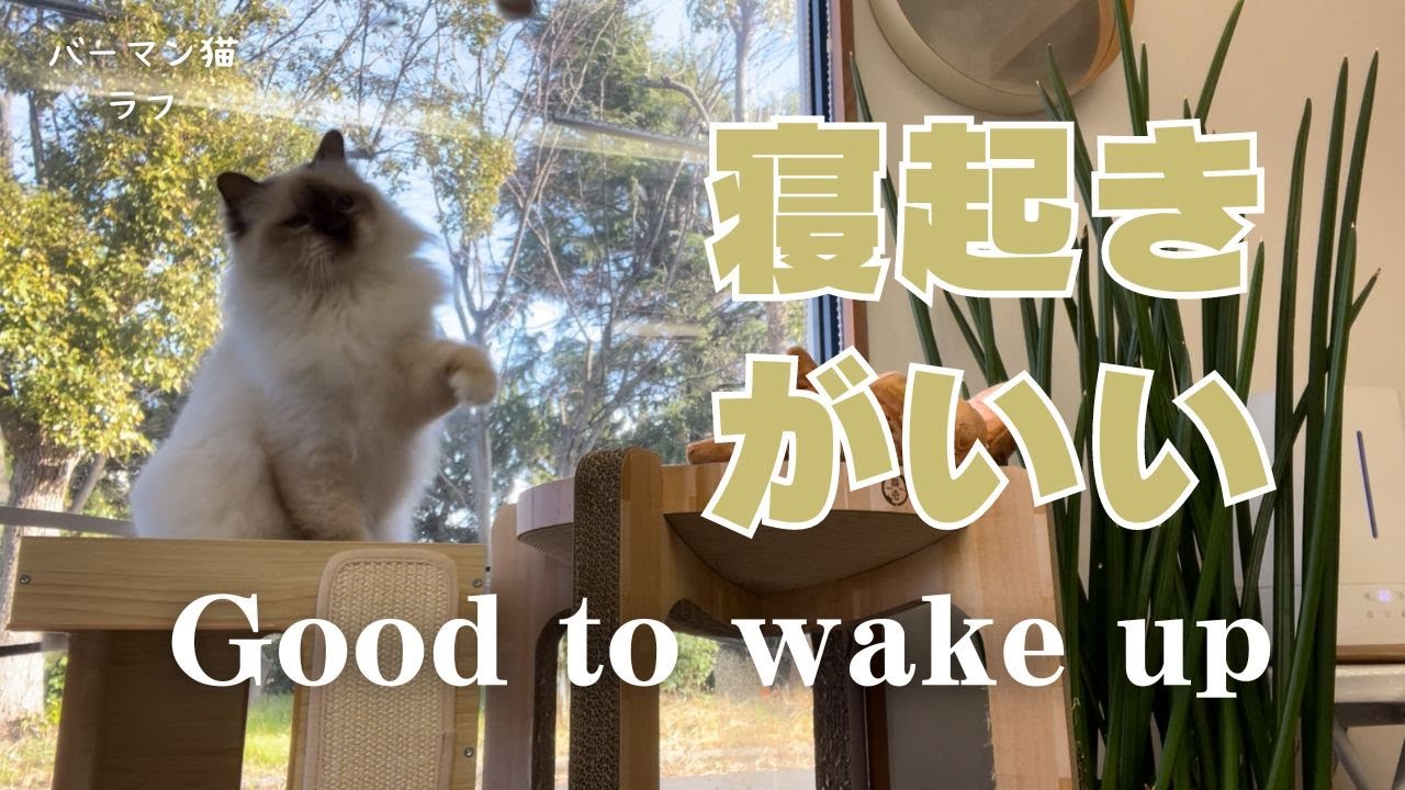 バーマン猫ラフ【寝起きがいい】Good to wake up（バーマン猫）Birman/Cat