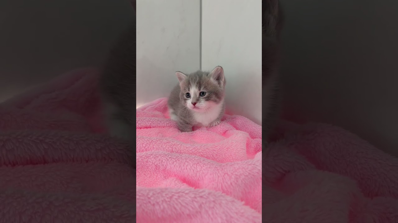 短足マンチカン男の子🩷 【お問合せ詳細は説明欄に記載あります】 #スクーカム #ブリーダー直販 #マンチカン #ミヌエット #ラパーマ #子猫 #子猫販売 #猫 #猫のいる暮らし #猫動画