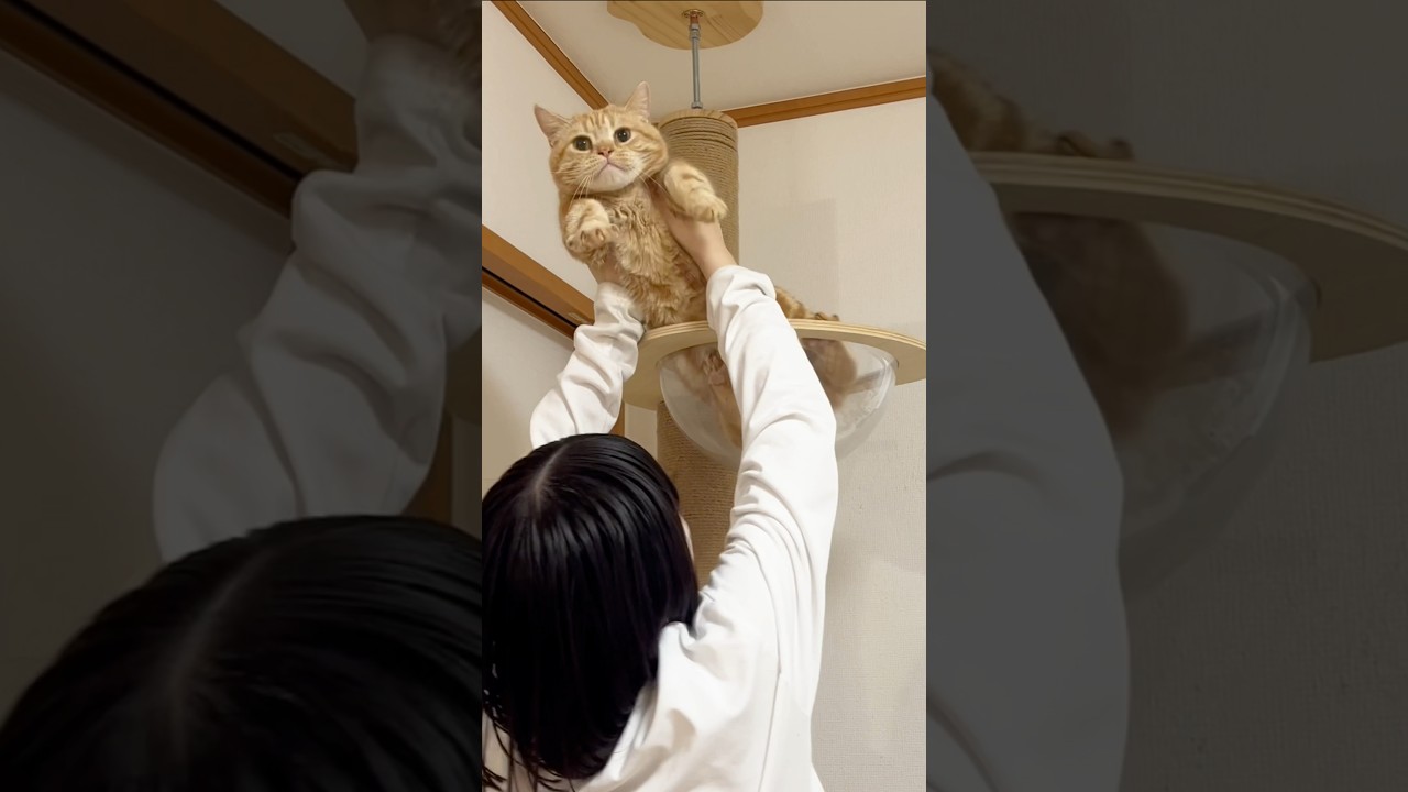 高い所から降りられない猫 #猫 #マンチカン #shorts