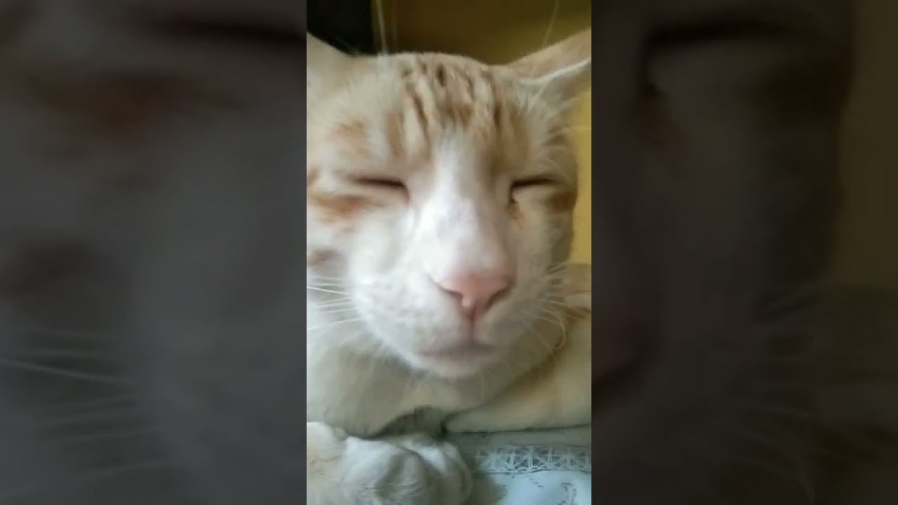 guys my brown cat