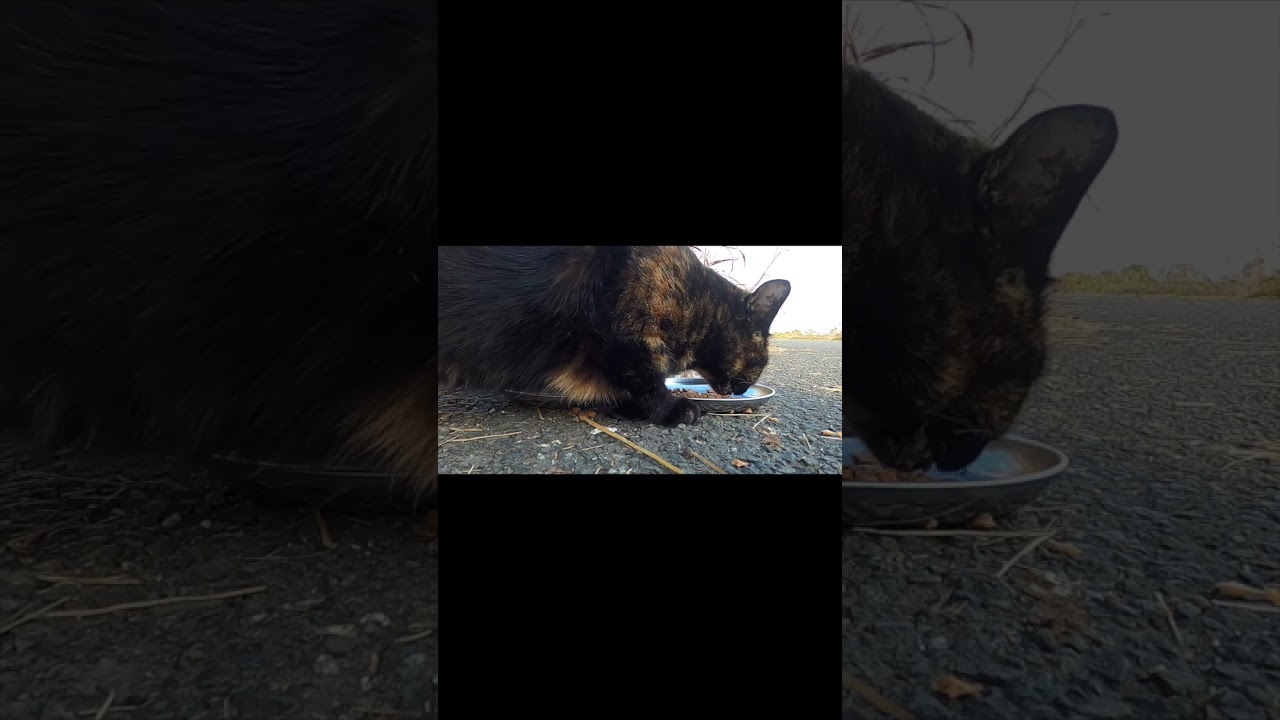地域猫　さび猫、茶猫、キジ猫さん　猫さん大集合の食事　Rust cat, brown cat, pheasant cat - large gathering of cats　Vol.768