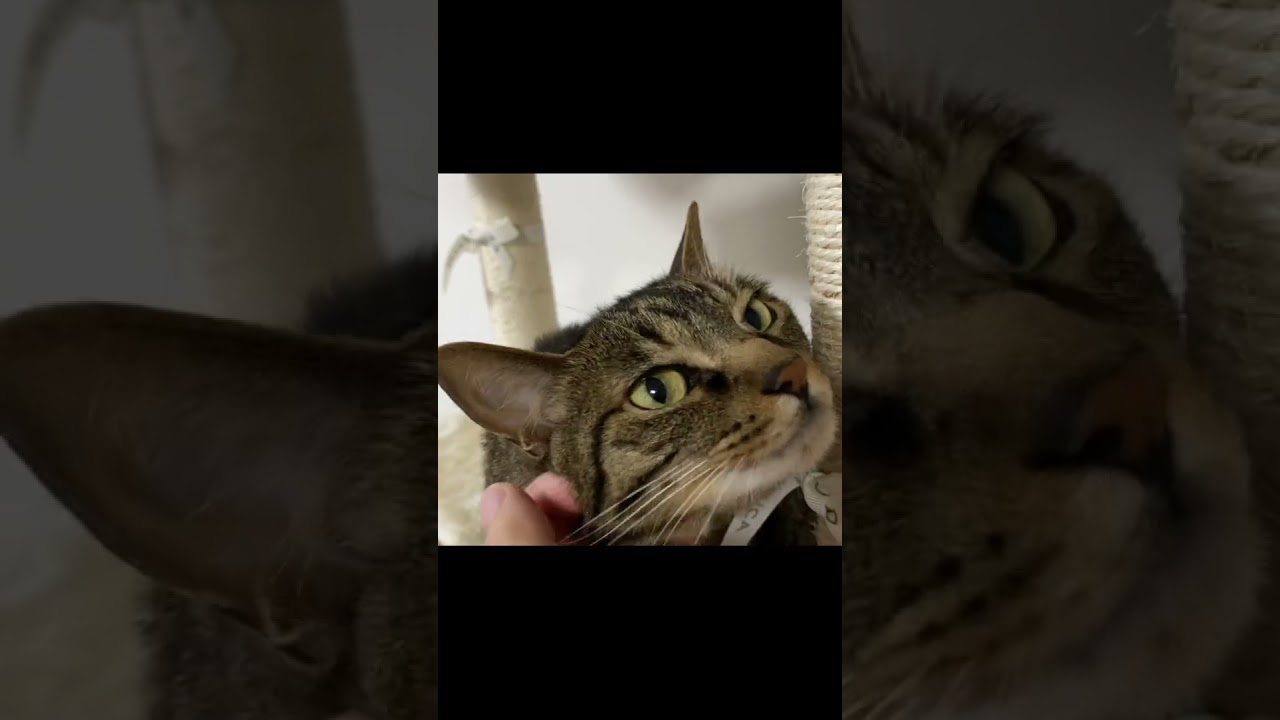 凶暴猫の顎を撫でた結果...