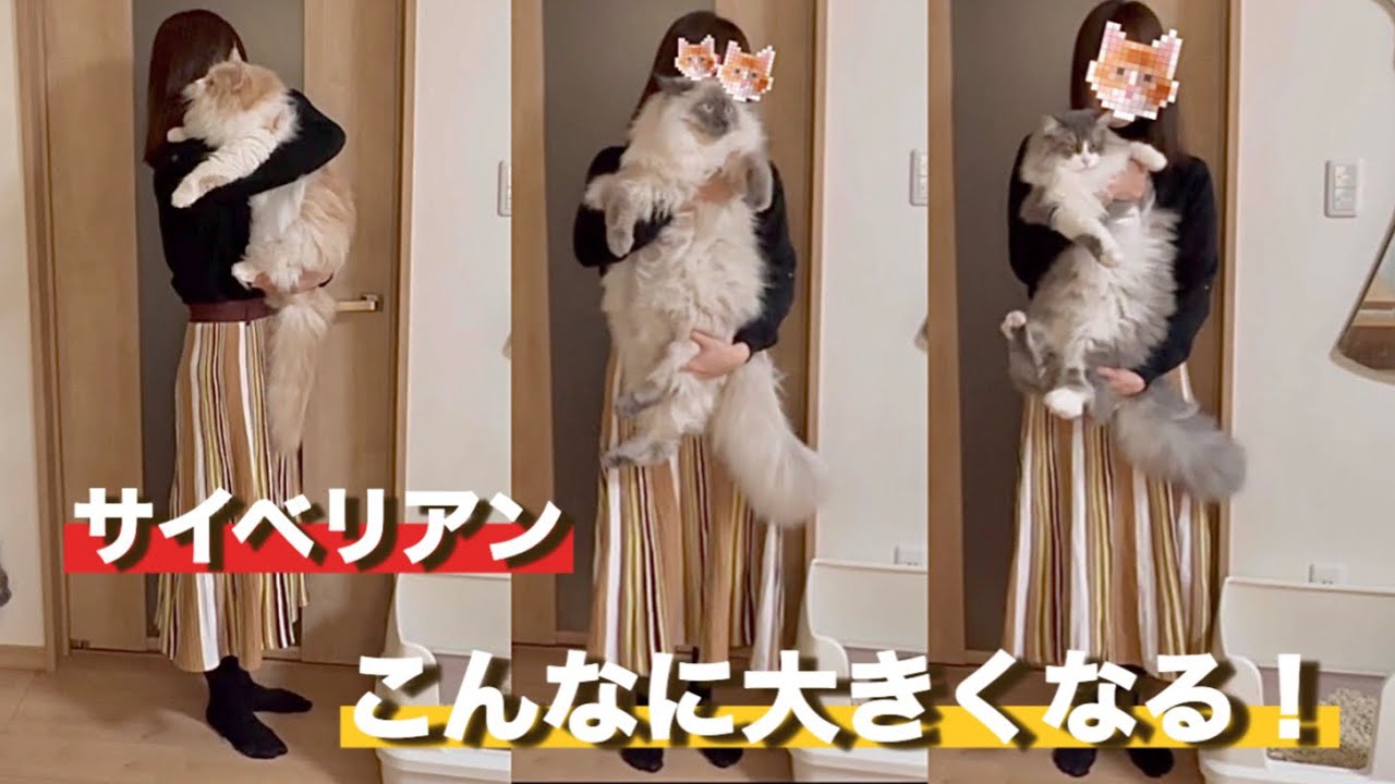 飼う覚悟はありますか？大型猫種のサイベリアン　もふもふの可愛い三つ子たち　１歳になりました
