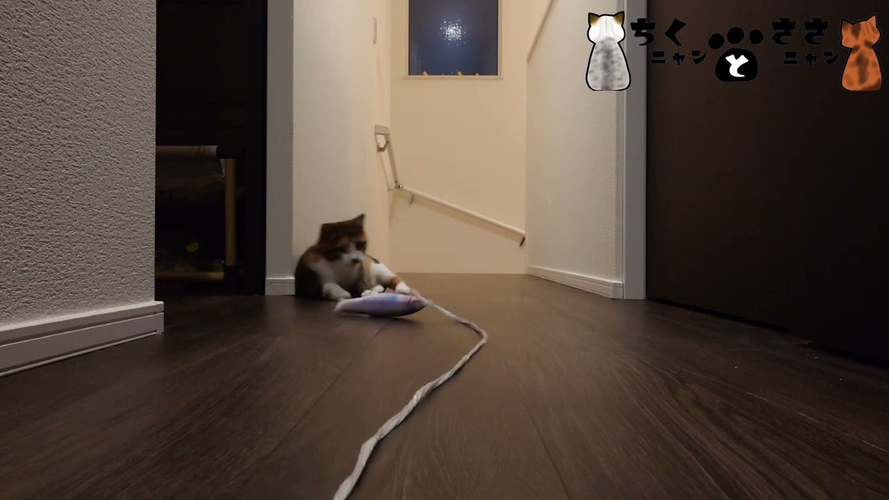 取ってこ～い！（取ってこない）