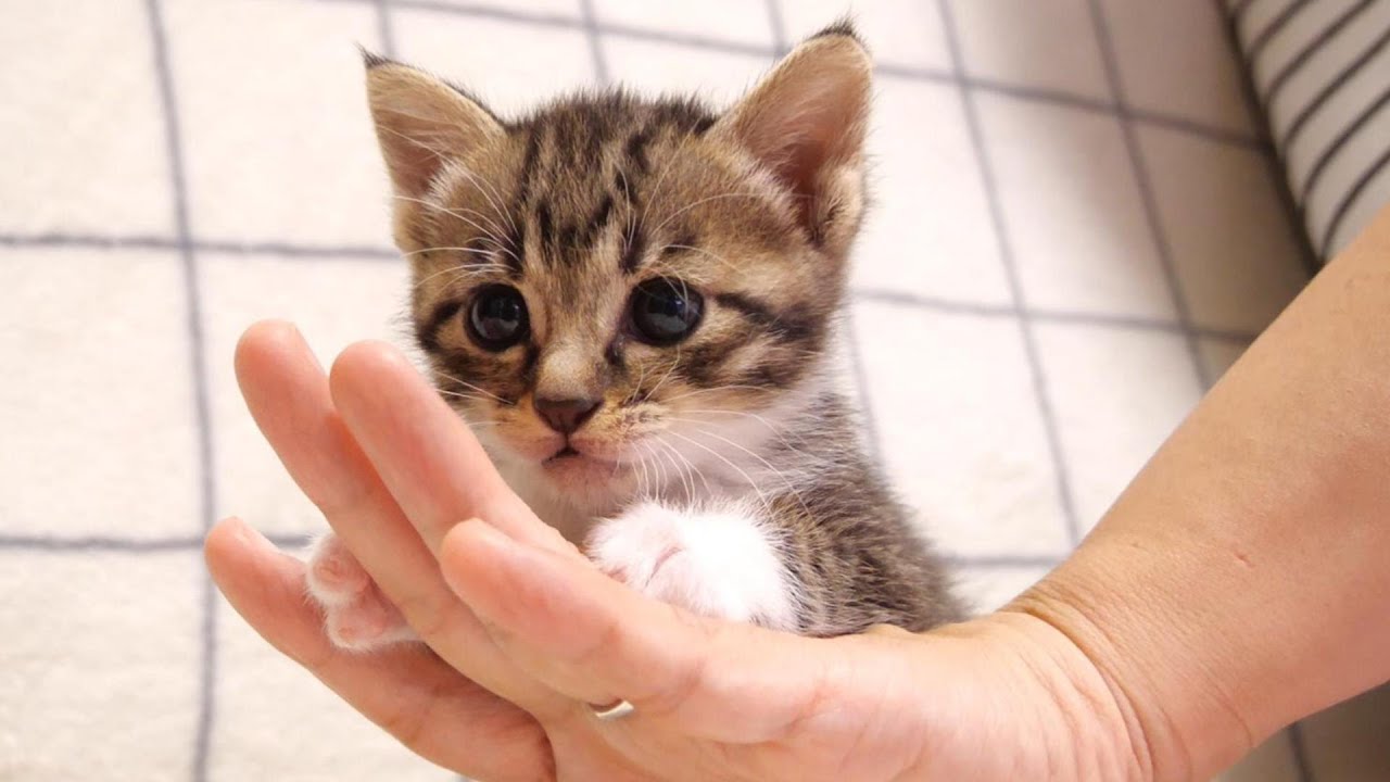 子猫が上手にママの手を乗りこなす？【赤ちゃん猫　保護猫】