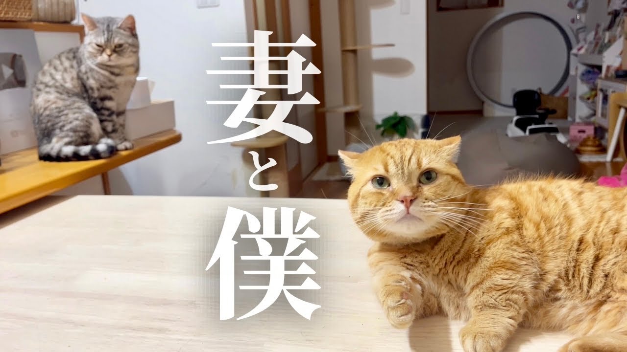 続・真夜中の妻と僕。 #猫 #マンチカン
