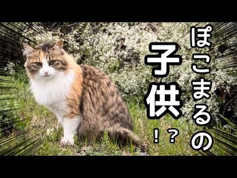 ぽ、ぽこまるの子供⁉️ぽこまるに激似な野良猫に遭遇😳