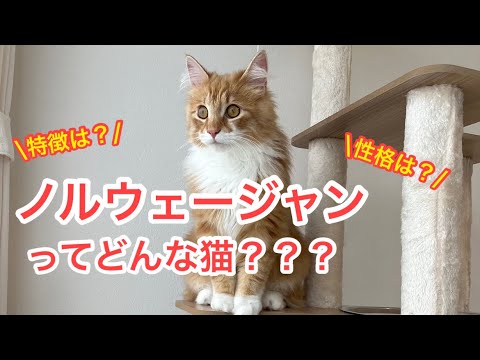 【ノルウェージャンフォレストキャットってどんな猫？】