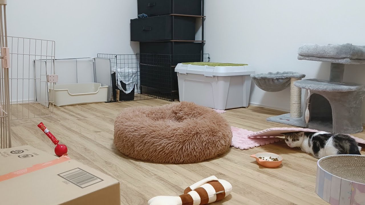 子猫がルンルンで部屋を破壊する様子がカメラに写っていました…