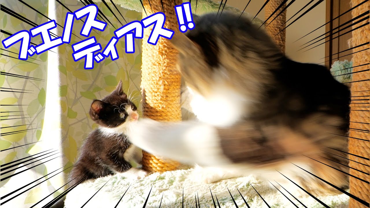 子猫達が登って来て大はしゃぎで拳を繰り出すボス猫パパとすぐに落下してしまう子猫達🐈🐈【仲良し子猫姉妹の成長記録】