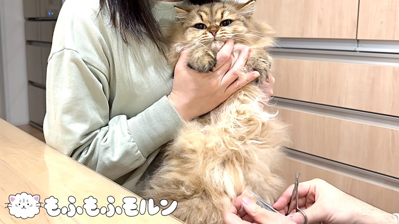 子猫の毛玉に苦戦しています 【サイベリアン】