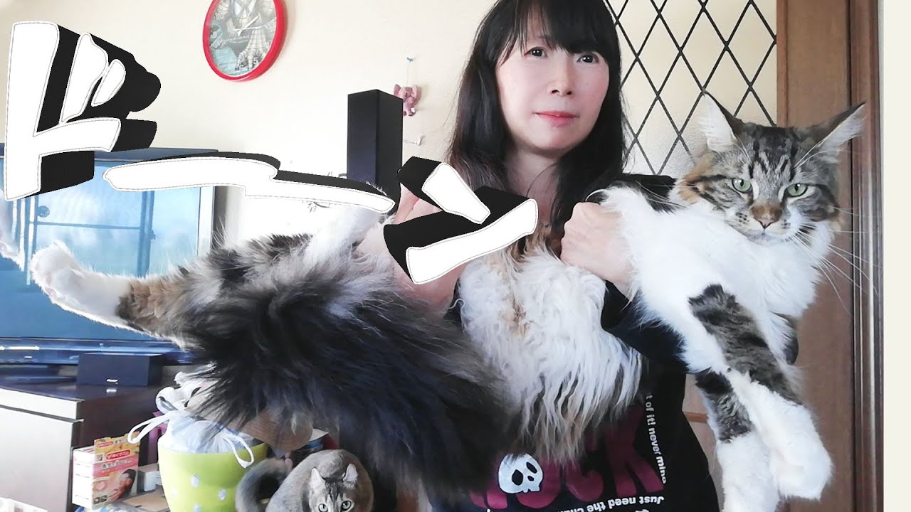 メインクーンのグウ。1歳の体重と全長はどれくらい？