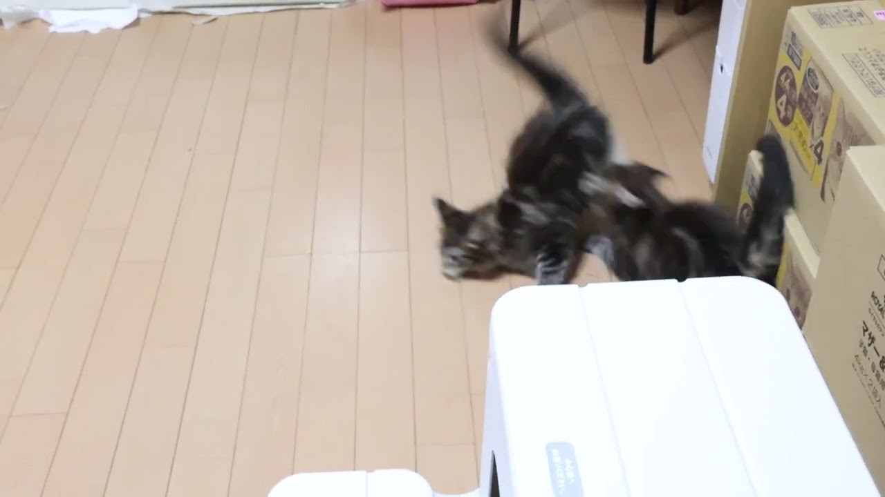 ビュンビュン走るメインクーン子猫たち