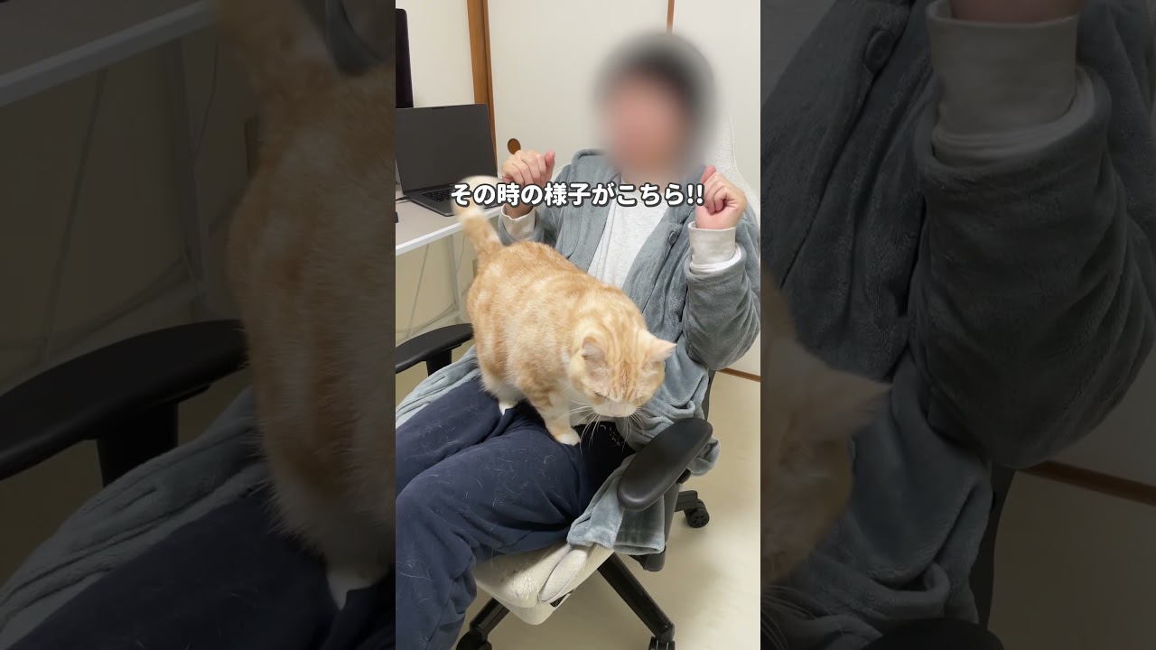 #ブリティッシュショートヘア #ねこ #スコティッシュフォールド #可愛い猫 #猫 #shorts