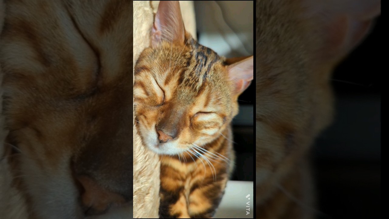 ふにゃふにゃ…とら猫ベンガル、まだ寝るにゃん。もうそろそろ桜が咲きそうだから、寝て待つにゃん　 #music #寝顔 #cat #多頭飼い #shorts#ベンガル