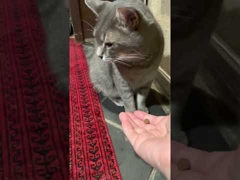 #風の猫　晩ごはんを一生懸命に食べていて..　涙が気になり途中で拭くと..　もう食べないと言い張って..　おばあちゃんの肩の上を飛び越えて..　去ってゆく猫…　#shorts