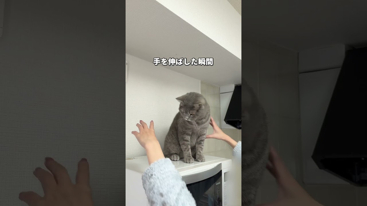 #猫 #ねこ #ブリティッシュショートヘア #スコティッシュフォールド #可愛い猫 #猫動画 #cat