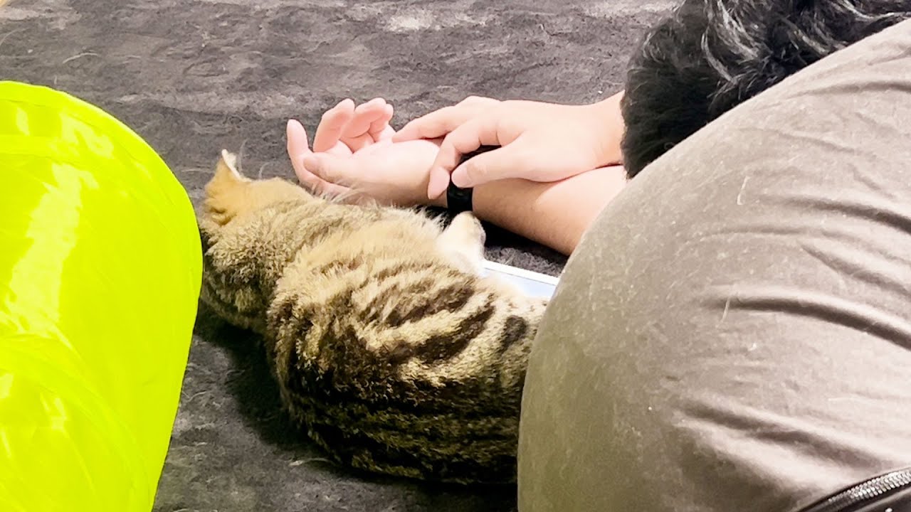 飼い主と同じ寝相で寝る子猫がこちらです笑 #197【生後245日目 スコティッシュフォールド】