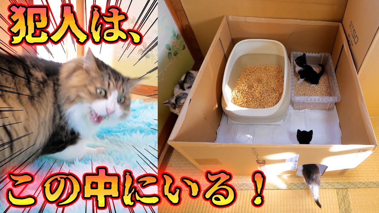 子猫達のシステムトイレ訓練中に施設内に侵入して放〇した犯人を特定しました🐈【仲良し子猫姉妹の成長記録】