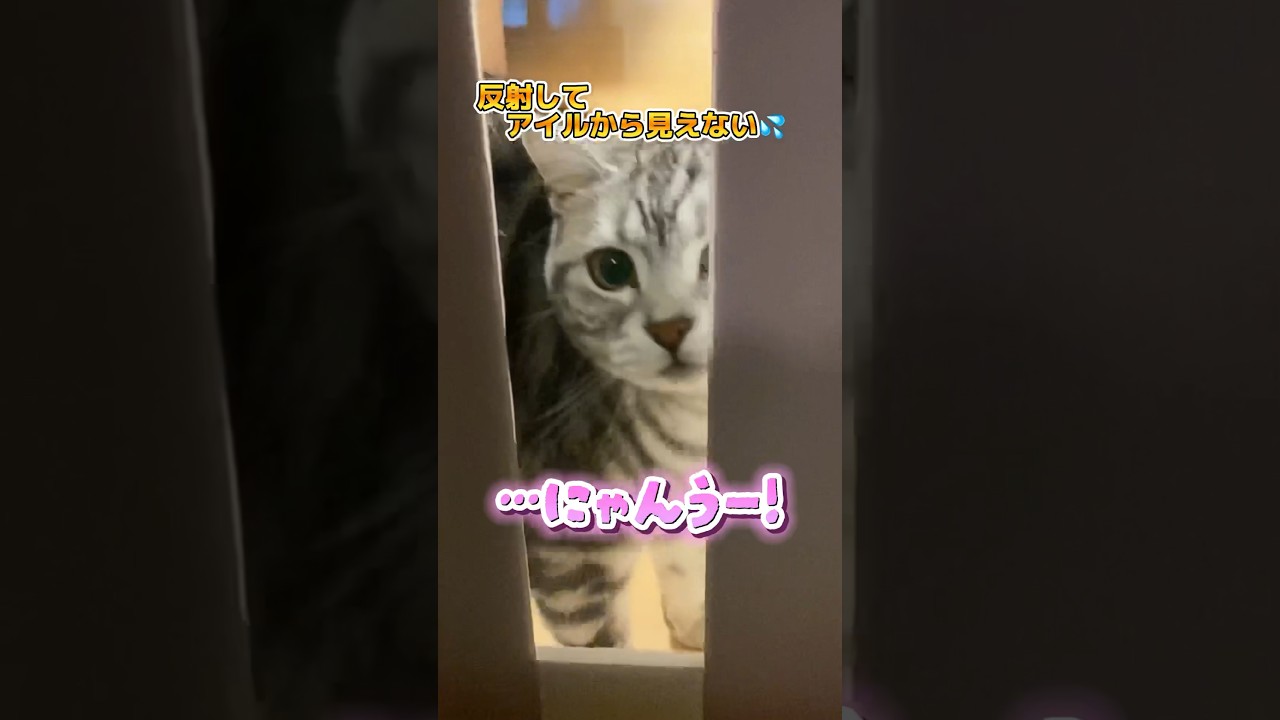帰ってきたママが見えなくて動揺しちゃうお出迎え猫がかわいい🥰✨　#shorts