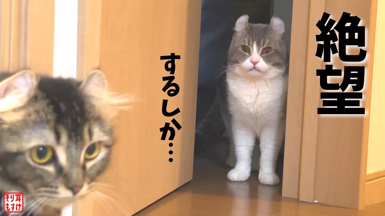 浮気する彼女を目撃してしまった猫のまさかの行動がおもしろすぎる…【修羅場】