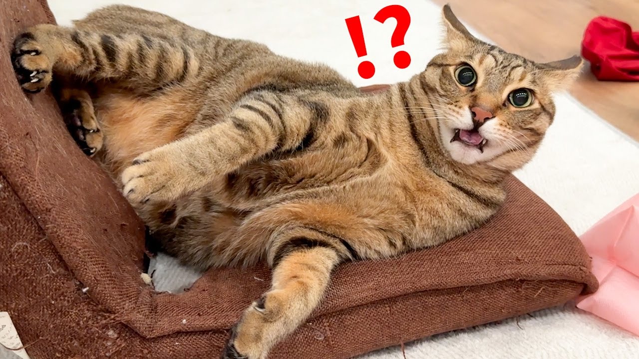 過去最大にビックリしちゃった猫の顔がとんでもないことになりました。