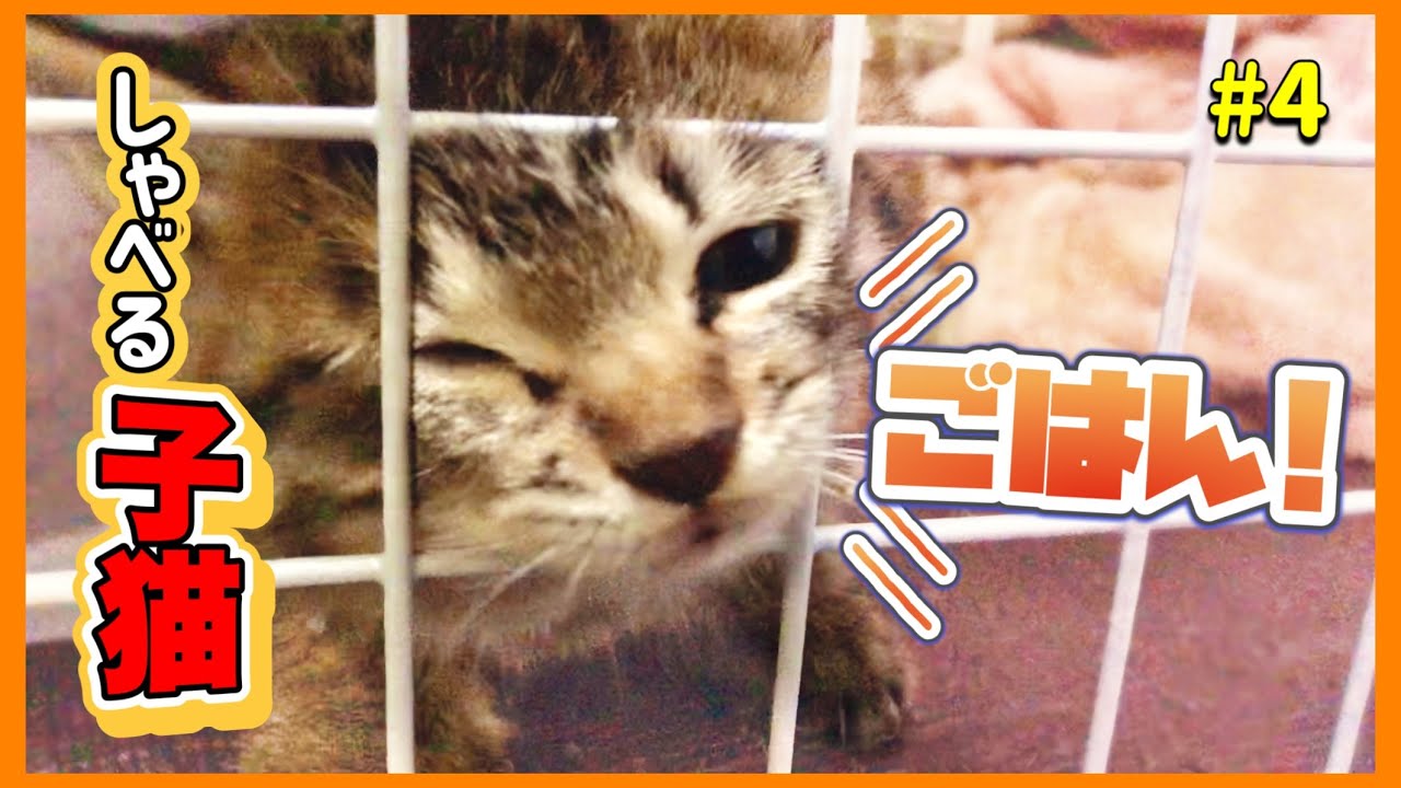 【保護子猫】「ごはん！」としゃべりだした保護４日目の子猫さん【子猫保護4日目】【#きじとら兄弟成長記録】さくらさんちゃんねる