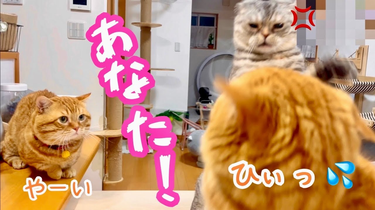 ぽちゃくんにいじわるしようとした茶々パパのところにポッポママが飛び込んできて喝！ #猫 #マンチカン