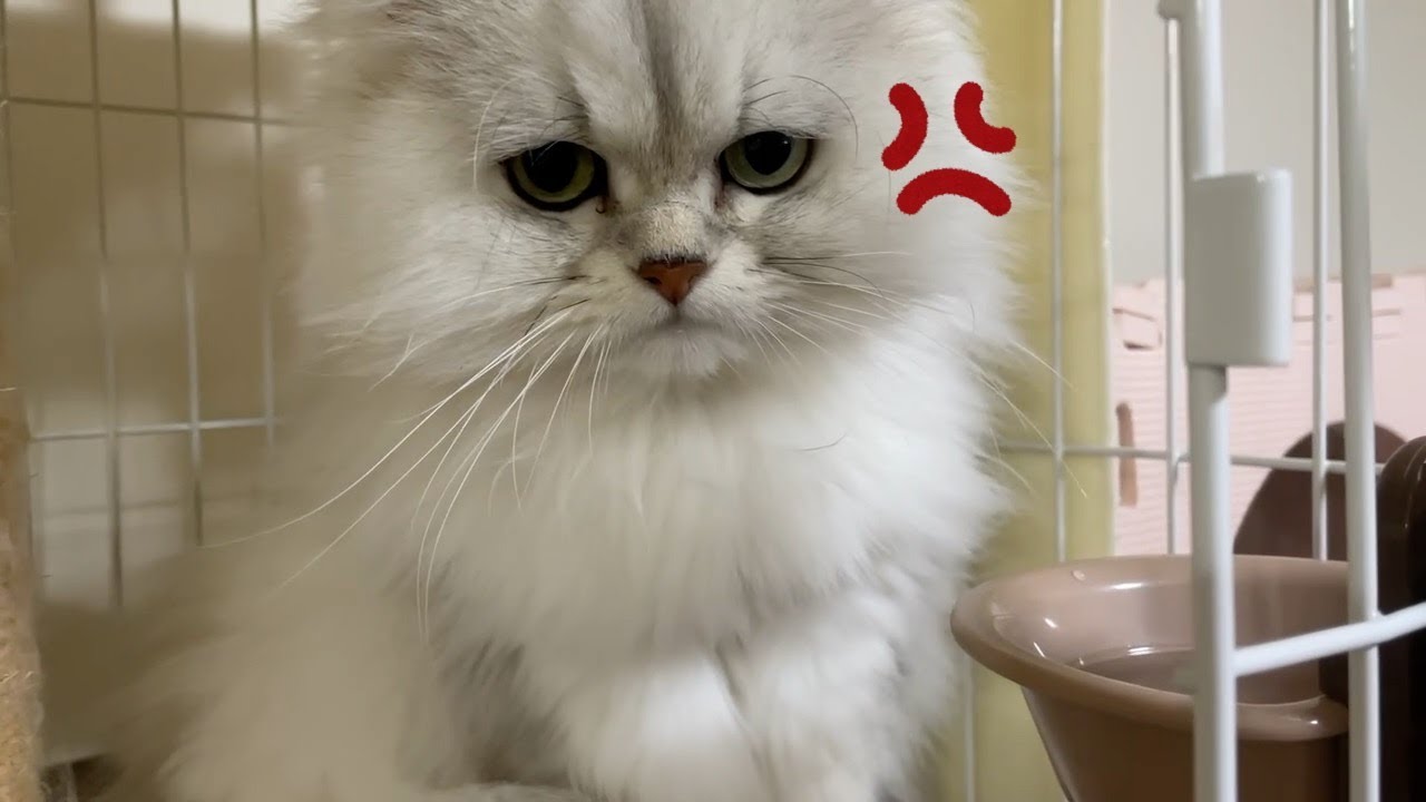 【ペルシャ猫】ツンデレペルシャ猫ツンとデレの差が掛け離れすぎてビックリ❣️どっちのお顔も可愛すぎるひめちゃんです