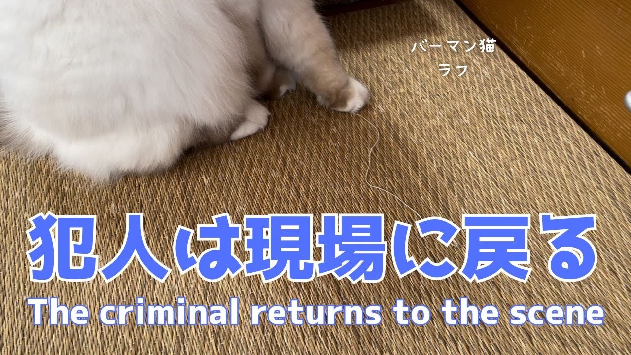 バーマン猫ラフ【犯人は現場に戻る】The criminal returns to the scene（バーマン猫）Birman/Cat