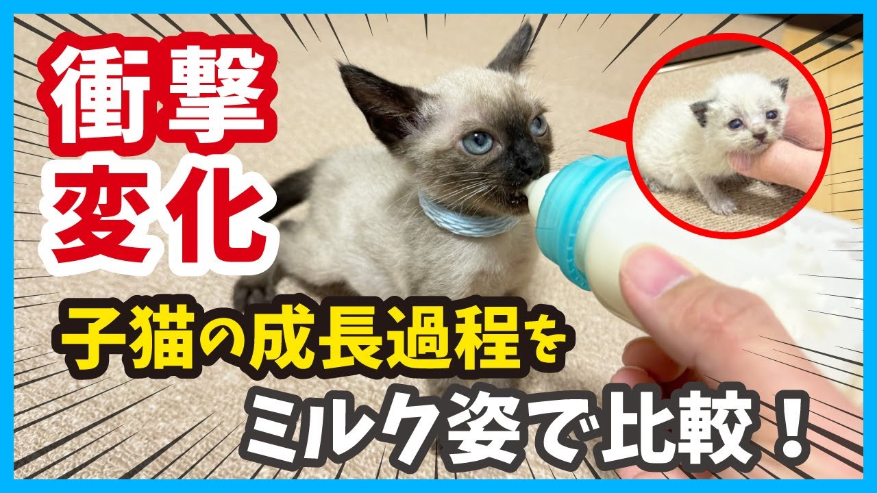 【子猫の変身】生後10日の子猫の成長をミルク姿で徹底比較すると可愛さが倍増！（冬54）