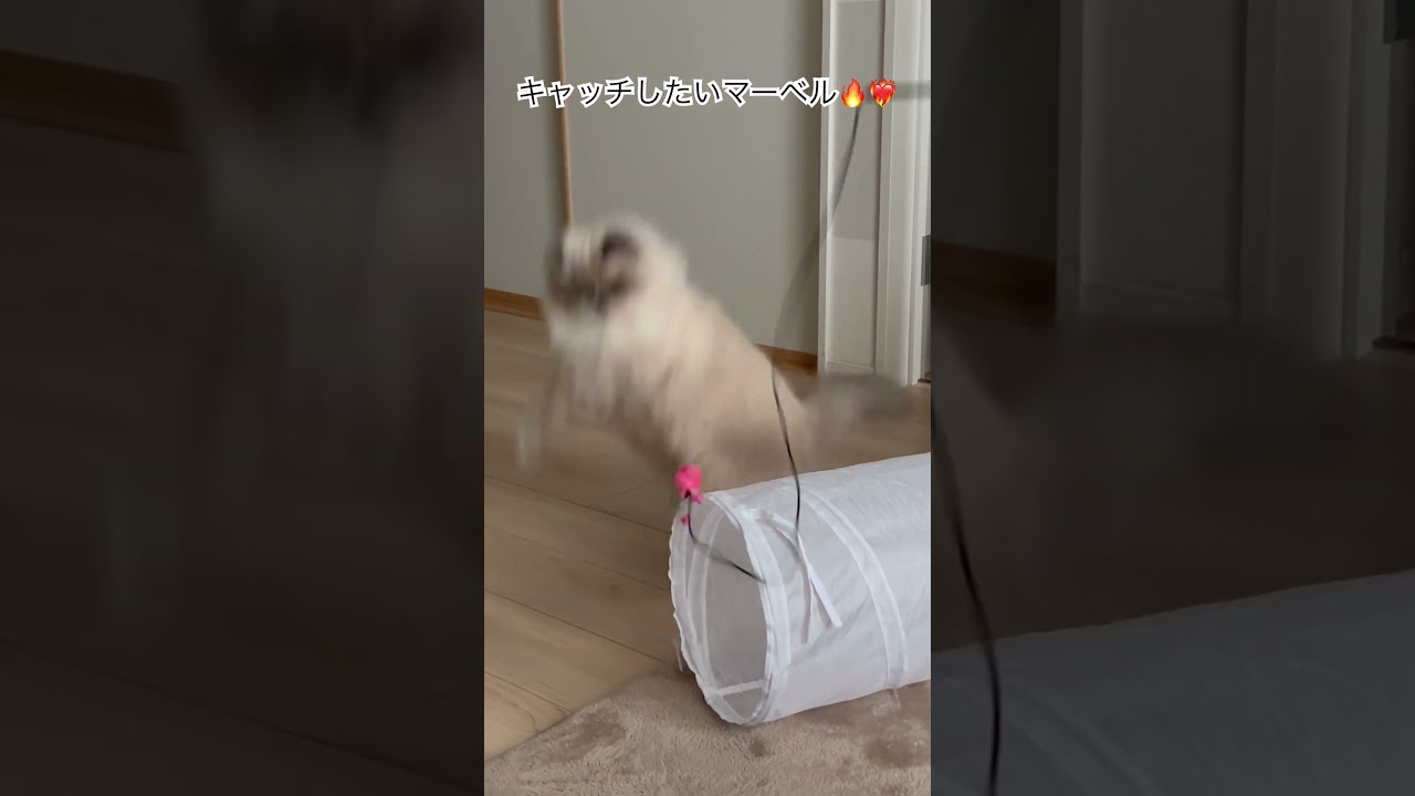 諦めないヒマラヤンのマーベル🐈 #shorts #うちのにゃんこ #cat #ヒマラヤン #ねこ #マーベル #かわいい