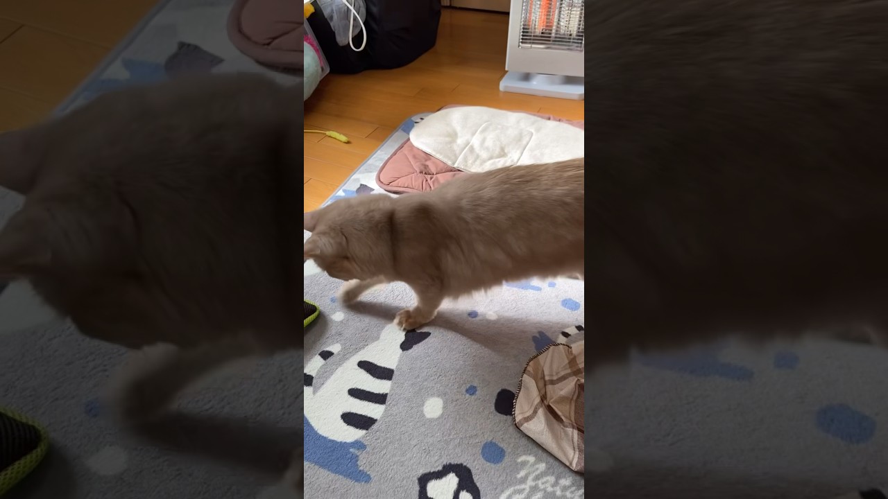 急に座椅子に攻撃する猫🐱#shorts #猫#ソマリ