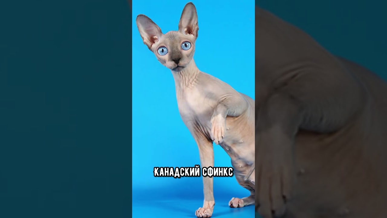 Лучшие и худшие породы кошек для детей #кот #коты #shorts