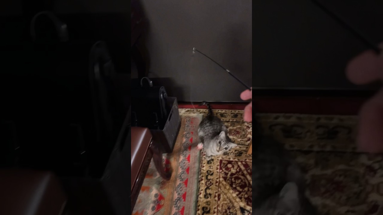 猫じゃらしで遊ぶよ〜#cat #オシキャット #ベンガル #ニャン #癒し動画 #おやすみ前に