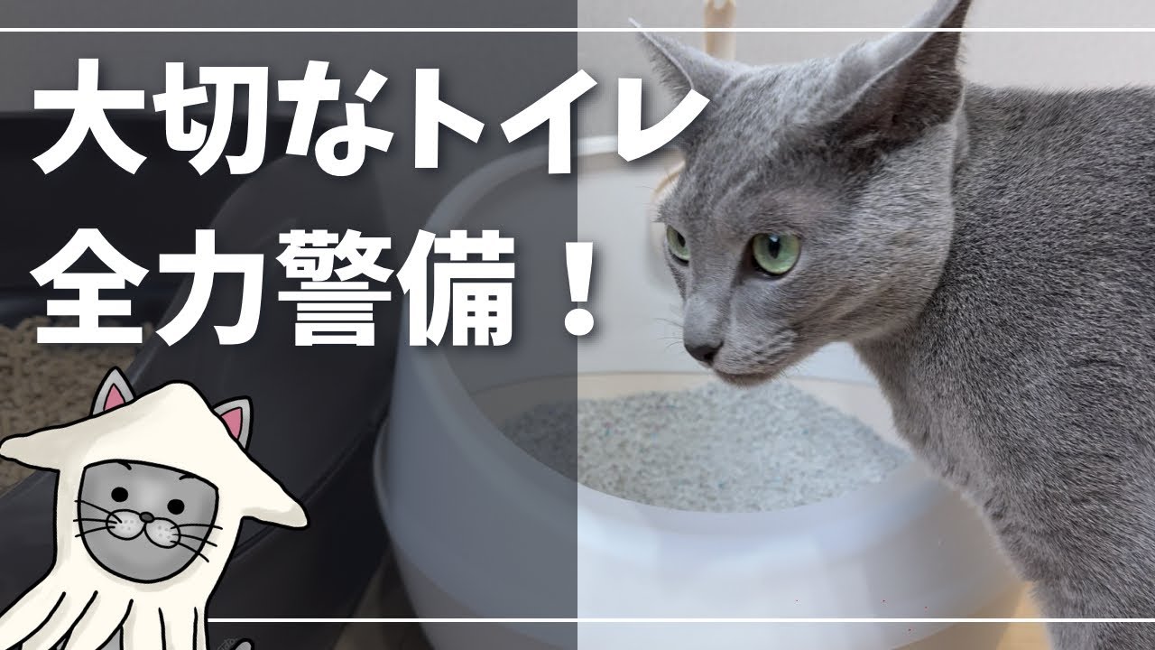 お気に入りのトイレ、お掃除中も離れないかわいい猫【ロシアンブルー】