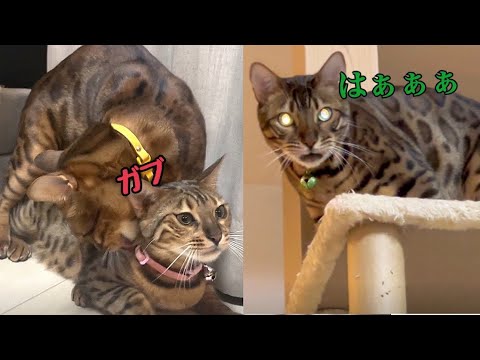 ベンガル三兄弟が野性味爆発させてます