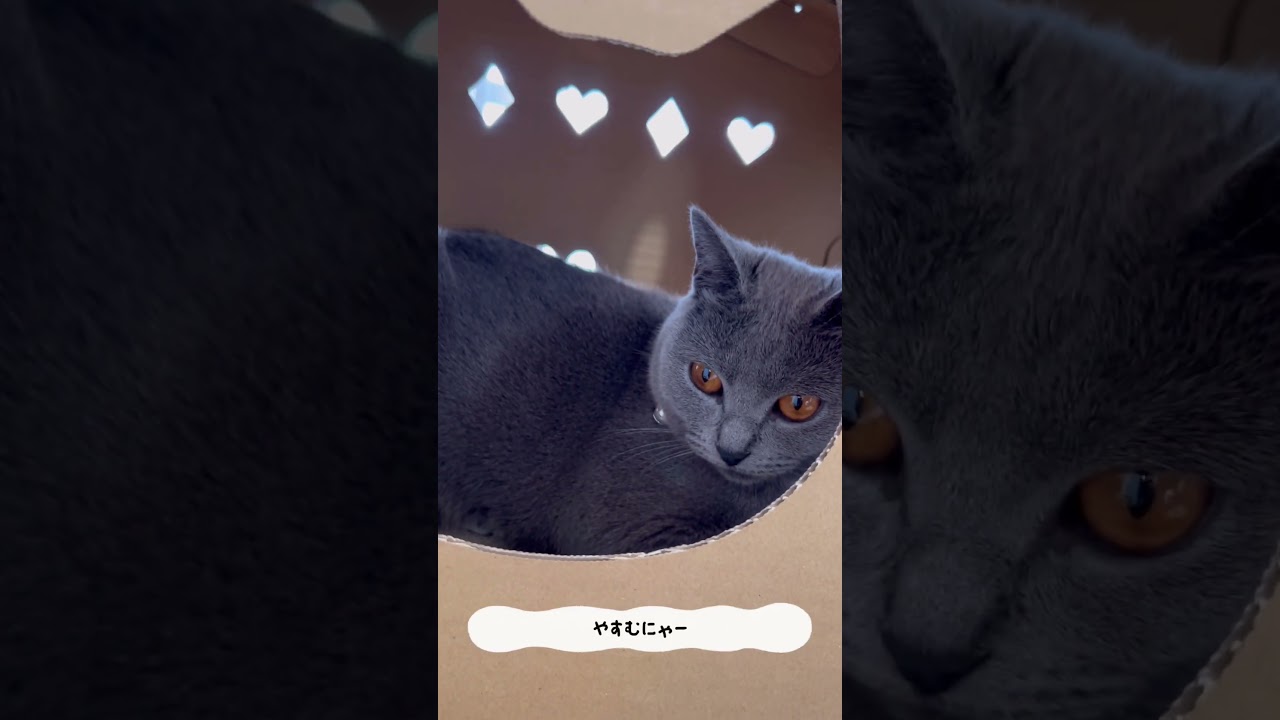 ねこハウスのつむやま番外編〜【シャルトリューつむやまのダンボール日記】#ダンボールマイスター#ねこハウス #シャルトリュー #chartreux #cat #ねこ #ダンボール